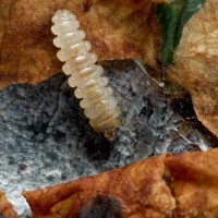 Chestnut Leaf Miner